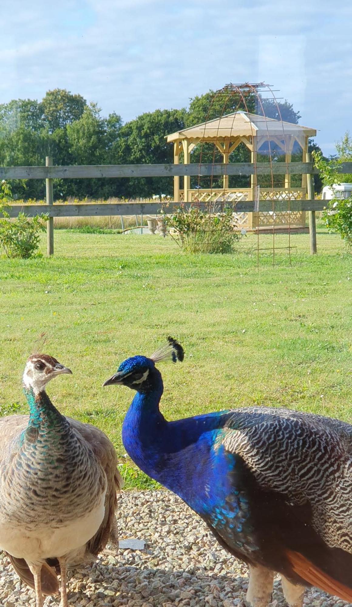 La Ferme De Lec'H Hameury Bed & Breakfast Plestin-les-Grèves Exterior foto